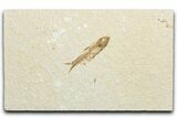 Juvenile Fossil Fish (Knightia) - Wyoming #346020-1